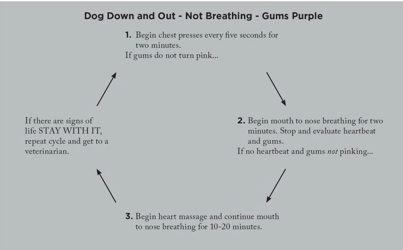 Adventure Medical Kits Canine Field Medicine Book 4000-1520 Adventure Medical Kits Canine Field Medicine Book 4000-1520 -Tactical Apparel Store adventure medical kits canine field medicine book 4000 1520 4000 1520 59942.1635811172